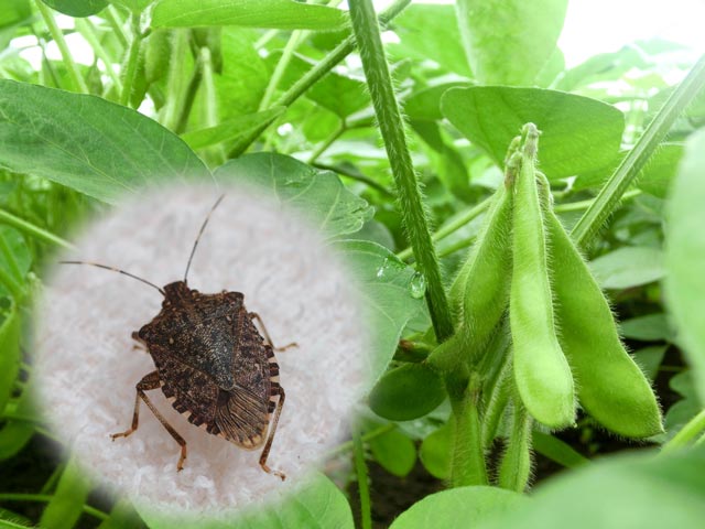 大豆／カメムシ類