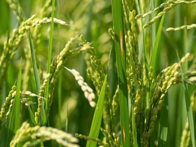 水稲／いもち病