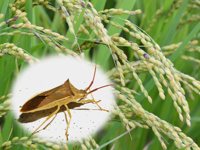 水稲／斑点カメムシ