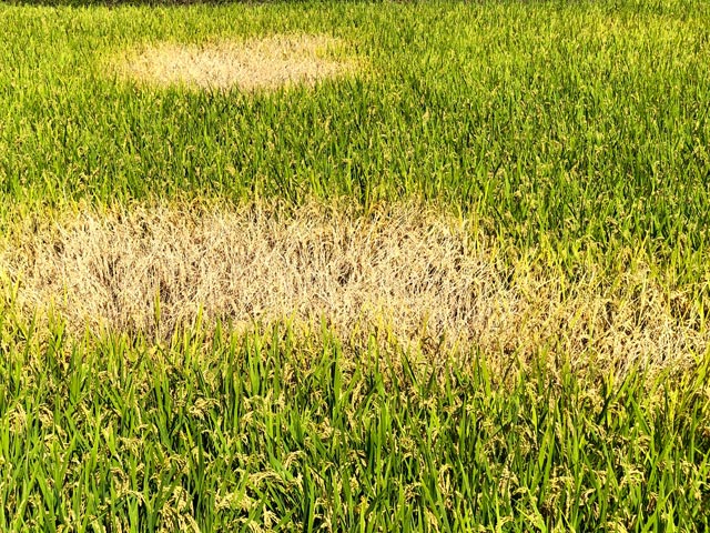 水稲／ウンカ被害